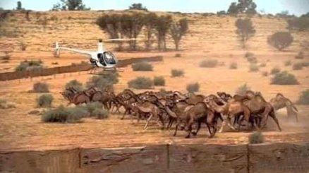 为保障足够的饮用水，澳大利亚人竟然对骆驼下手了